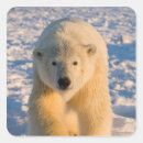 Suche nach eisbären aufkleber Nordamerika