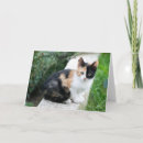 Suche nach katzen kleine grußkarten Lustig