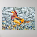 Suche nach mandarin poster Enten