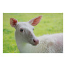 Suche nach albino poster Hirsche