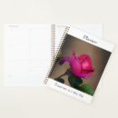 Suche nach tiefrosa rose Blume