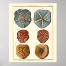 Suche nach schwamm poster Muschel