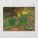 Suche nach heiliges david poster Blume