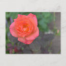 Suche nach pflanze postkarten Blume