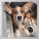 Suche nach corgi poster Babytiere
