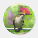 Suche nach kolibris magnete Hummer