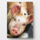 Suche nach schweine fotoplatten Tiere
