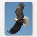 Suche nach im flug mousepads Raubvogel