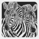 Suche nach zebras aufkleber Streifen