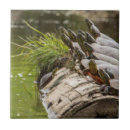 Suche nach teich fliesen Schildkröte