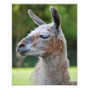 Suche nach weißes lama poster Bauernhof