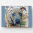 Suche nach buller fotoplatten Hund