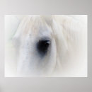 Suche nach pferdeauge poster Fotografie