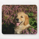 Suche nach goldener welpe mousepads Flach überzogenes goldenes