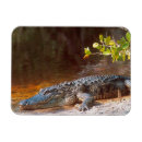 Suche nach everglades magnete Nationalpark