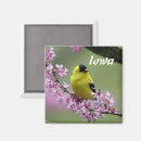 Suche nach fink magnete Tierwelt