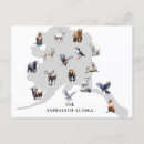 Suche nach tier postkarten alaska