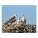 Suche nach eitelkeit poster Blau