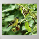 Suche nach goldfink poster Vogel