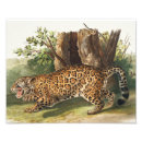 Suche nach jaguar foto poster Leopard