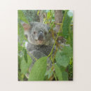Suche nach niedlicher koala puzzle Fotografie
