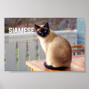 Suche nach siamesische katzen poster Haustier