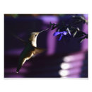 Suche nach salvia poster Kolibris
