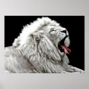 Suche nach weiße löwen poster Weißer löwe