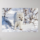 Suche nach arctic fox poster Arktische fuchs