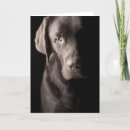 Suche nach brauner labrador karten Niedlich