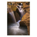 Suche nach coyote poster Utah
