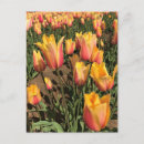 Suche nach gelbe tulpen postkarten Rosa