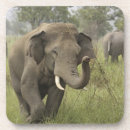 Suche nach asiatischer elefant untersetzer Asien