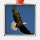 Suche nach fliegender vogel ornamente Natur