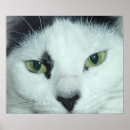 Suche nach cat eyes poster Niedlich