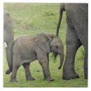 Suche nach afrikanischer elefant fliesen Loxodonta africana