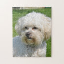 Suche nach bichon frise puzzle Pet