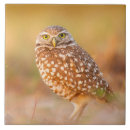 Suche nach eule fliesen Wild lebende tiere