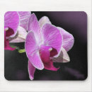 Suche nach phalaenopsis mousepads Blumenreich