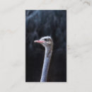 Suche nach zoo visitenkarten Niedlich