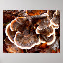 Suche nach fungi poster Herbst