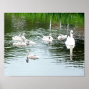 Suche nach schwan kunst poster Natur