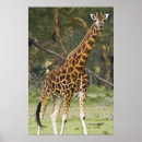 Suche nach langer hals poster Hoch
