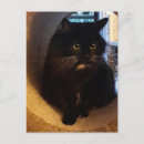 Suche nach merlin postkarten Katze