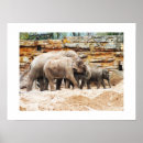 Suche nach elefanten familie poster Tiere