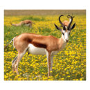 Suche nach gazelle poster Hörner