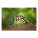 Suche nach mücken poster Natur
