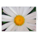 Suche nach gänseblümchen postkarten Blüte