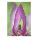 Suche nach magnolienblüte poster Rosa