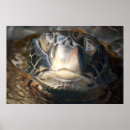 Suche nach meeresschildkröten hawaii poster Ozean